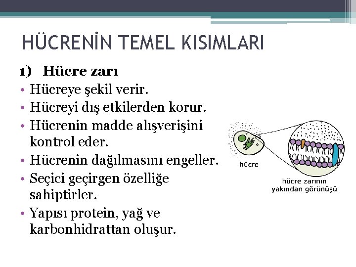 HÜCRENİN TEMEL KISIMLARI 1) Hücre zarı • Hücreye şekil verir. • Hücreyi dış etkilerden