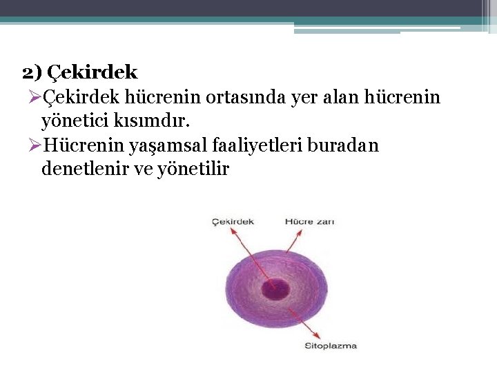 2) Çekirdek ØÇekirdek hücrenin ortasında yer alan hücrenin yönetici kısımdır. ØHücrenin yaşamsal faaliyetleri buradan