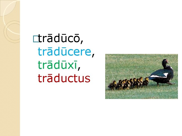 �trādūcō, trādūcere, trādūxī, trāductus 