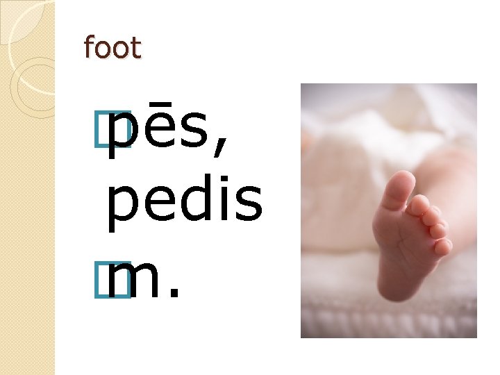 foot � pēs, pedis � m. 