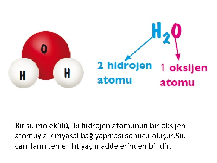 Bir su molekülü, iki hidrojen atomunun bir oksijen atomuyla kimyasal bağ yapması sonucu oluşur.