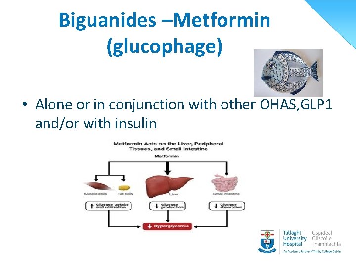 Biguanides –Metformin (glucophage) • Alone or in conjunction with other OHAS, GLP 1 and/or