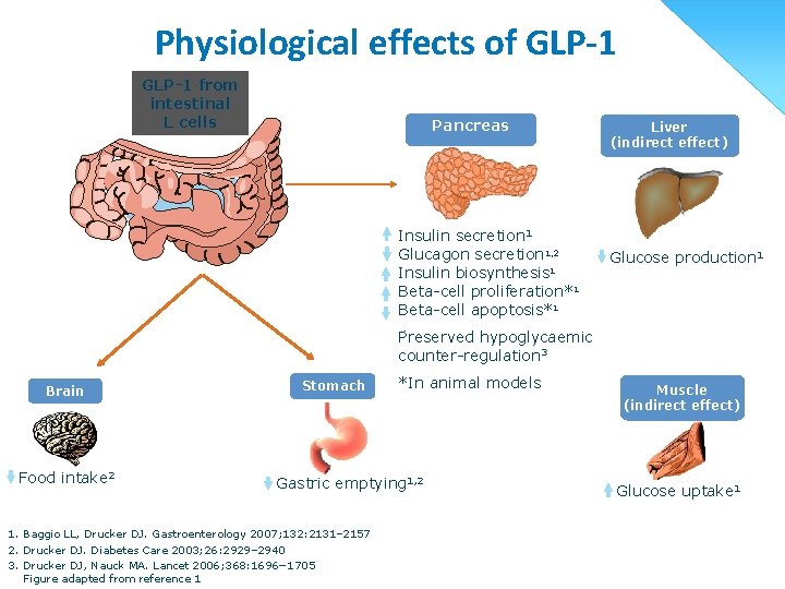 Physiological effects of GLP-1 from intestinal L cells Pancreas Insulin secretion 1 Glucagon secretion