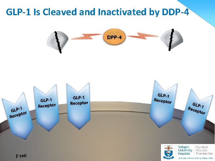 GLP-1 Is Cleaved and Inactivated by DDP-4 