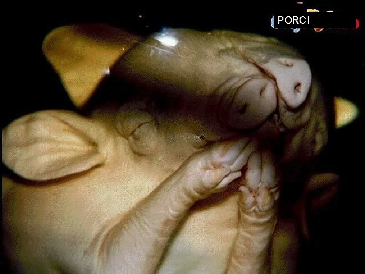 PORCI PORCI