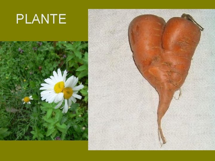 PLANTE PLANTE