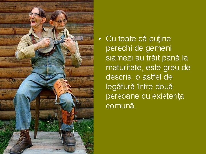 • Cu toate că puţine perechi de gemeni siamezi au trăit până la • Cu toate că puţine perechi de gemeni siamezi au trăit până la