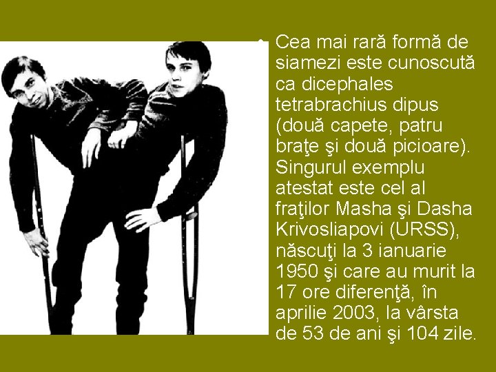 • Cea mai rară formă de siamezi este cunoscută ca dicephales tetrabrachius dipus • Cea mai rară formă de siamezi este cunoscută ca dicephales tetrabrachius dipus