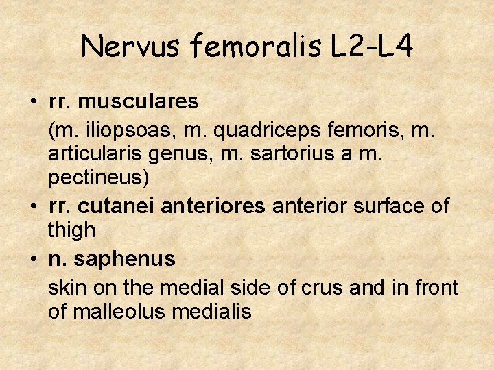 Nervus femoralis L 2 -L 4 • rr. musculares (m. iliopsoas, m. quadriceps femoris,