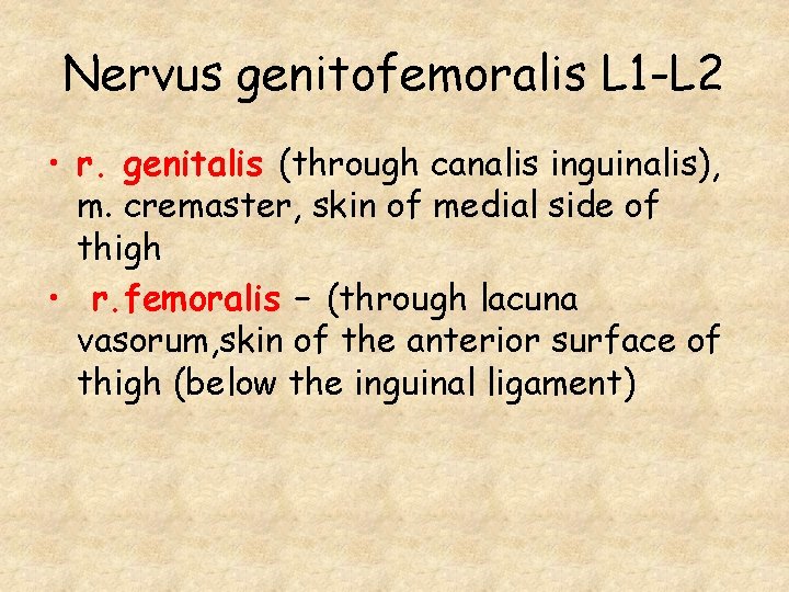 Nervus genitofemoralis L 1 -L 2 • r. genitalis (through canalis inguinalis), m. cremaster,