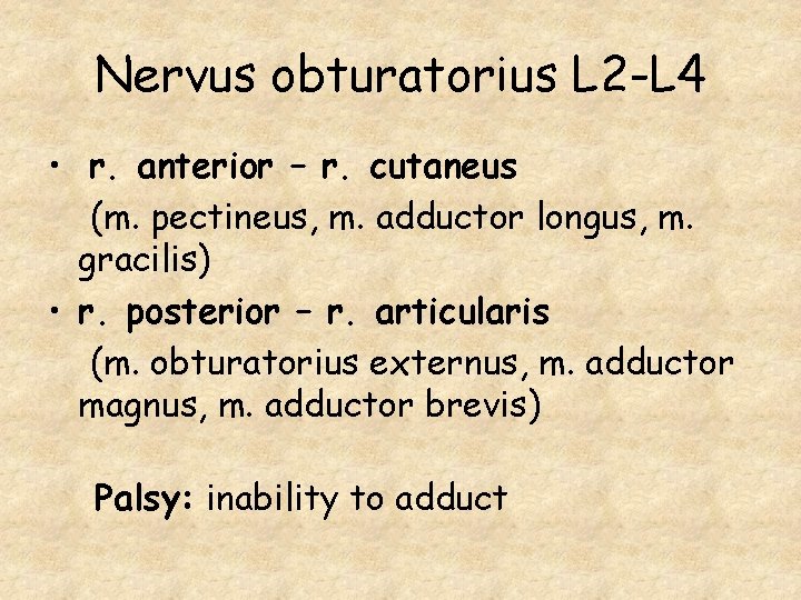 Nervus obturatorius L 2 -L 4 • r. anterior – r. cutaneus (m. pectineus,