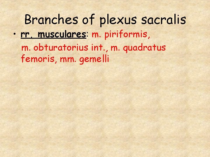 Branches of plexus sacralis • rr. musculares: m. piriformis, m. obturatorius int. , m.