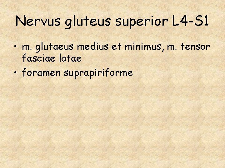 Nervus gluteus superior L 4 -S 1 • m. glutaeus medius et minimus, m.