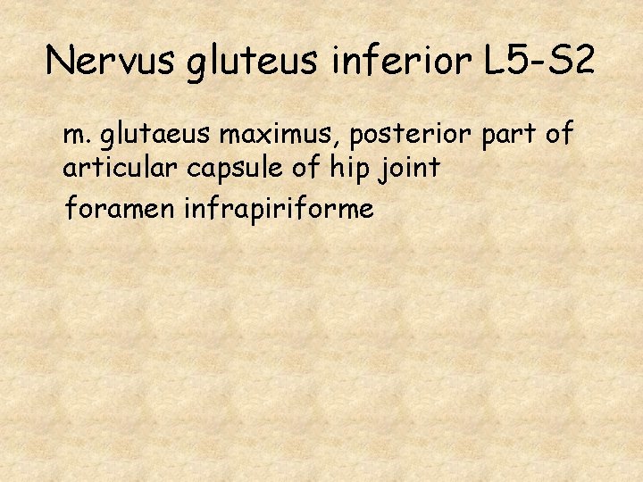 Nervus gluteus inferior L 5 -S 2 m. glutaeus maximus, posterior part of articular