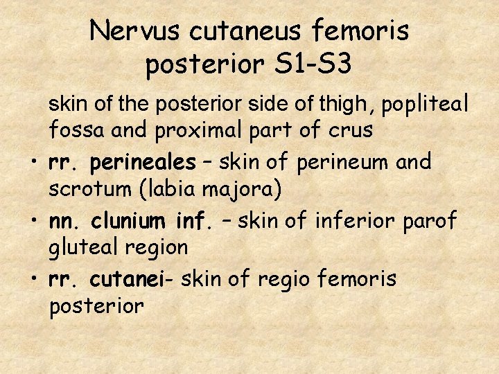 Nervus cutaneus femoris posterior S 1 -S 3 skin of the posterior side of