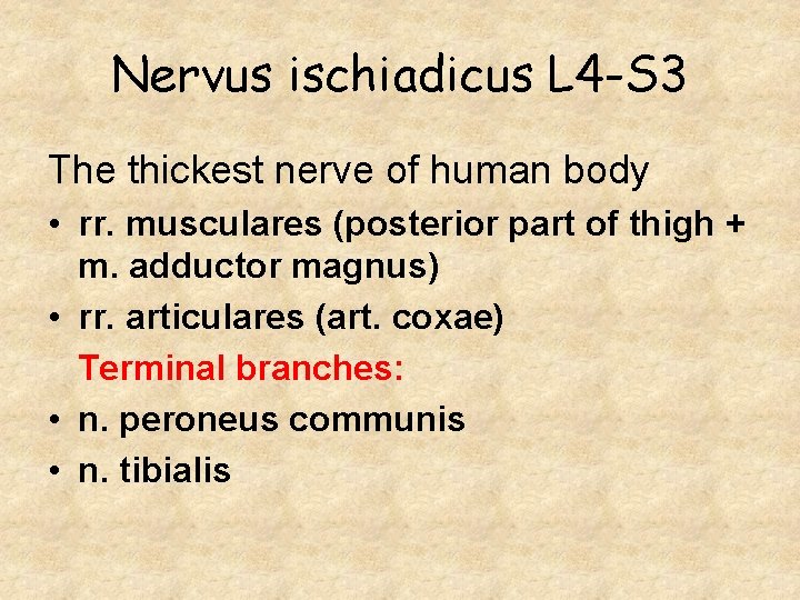 Nervus ischiadicus L 4 -S 3 The thickest nerve of human body • rr.