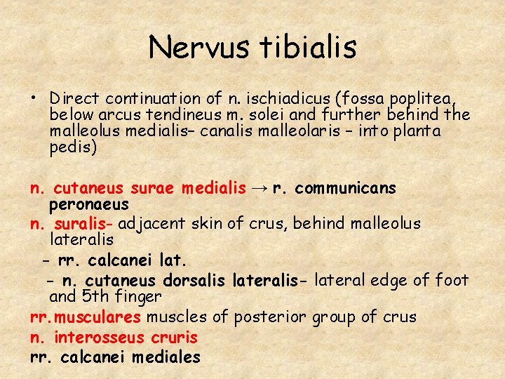 Nervus tibialis • Direct continuation of n. ischiadicus (fossa poplitea, below arcus tendineus m.