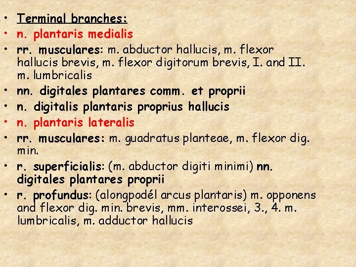  • Terminal branches: • n. plantaris medialis • rr. musculares: m. abductor hallucis,