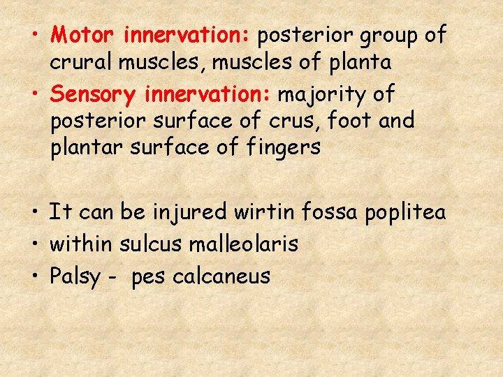  • Motor innervation: posterior group of crural muscles, muscles of planta • Sensory