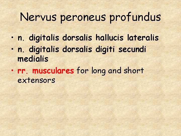 Nervus peroneus profundus • n. digitalis dorsalis hallucis lateralis • n. digitalis dorsalis digiti