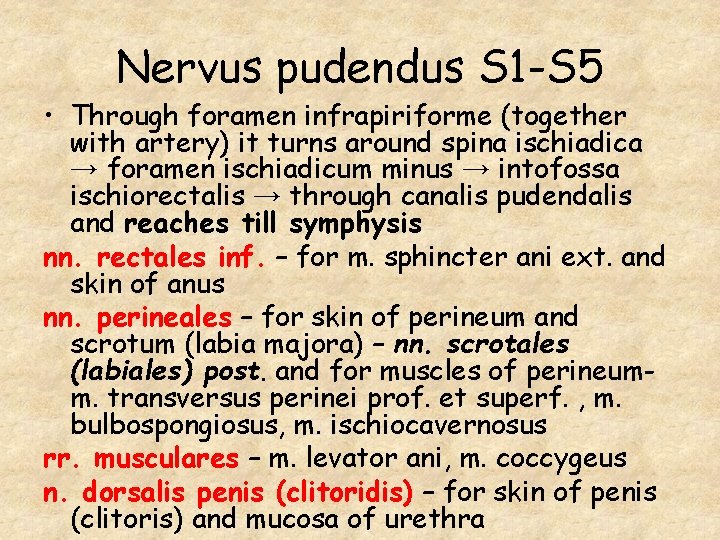 Nervus pudendus S 1 -S 5 • Through foramen infrapiriforme (together with artery) it