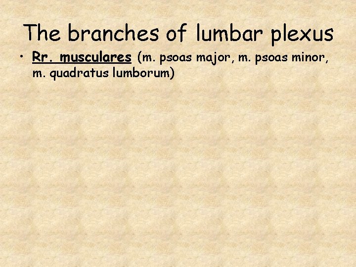 The branches of lumbar plexus • Rr. musculares (m. psoas major, m. psoas minor,