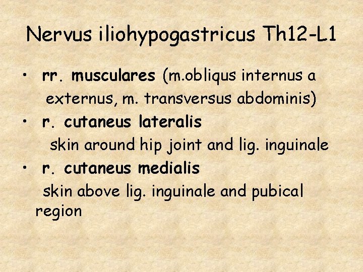 Nervus iliohypogastricus Th 12 -L 1 • rr. musculares (m. obliqus internus a externus,