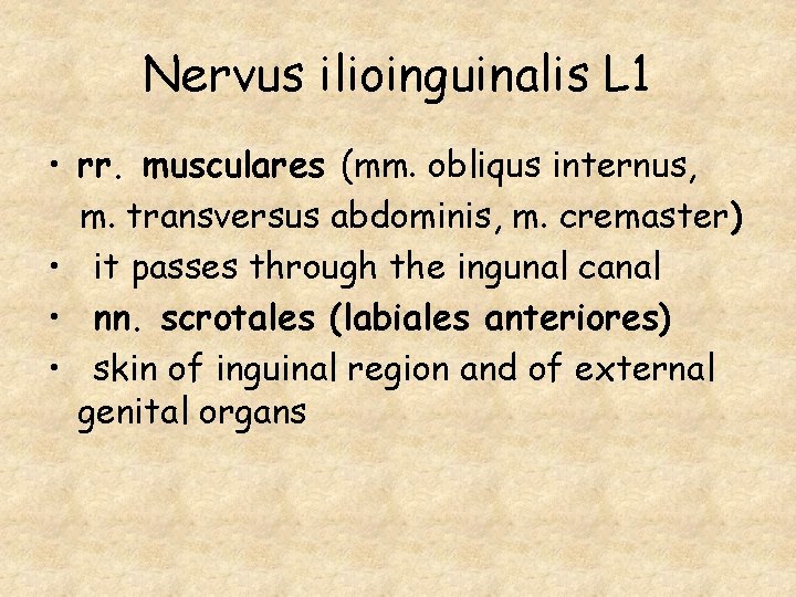 Nervus ilioinguinalis L 1 • rr. musculares (mm. obliqus internus, m. transversus abdominis, m.