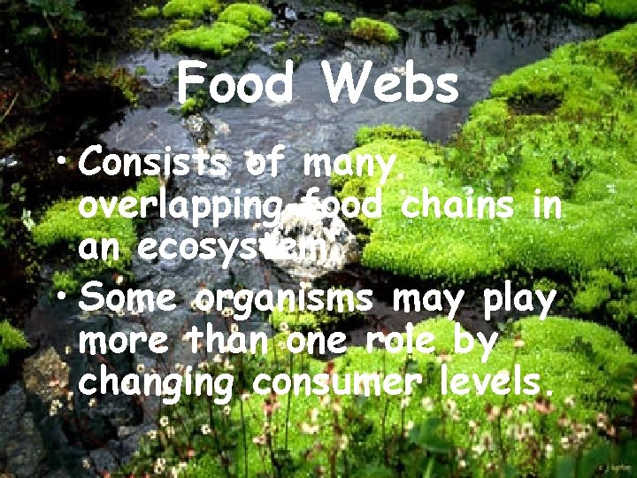 Food Webs • Consists of many overlapping food chains in an ecosystem. • Some