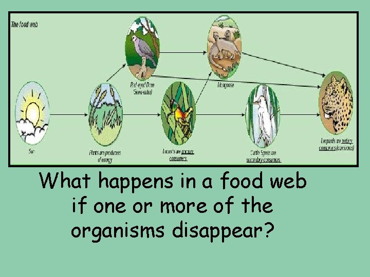 What happens in a food web if one or more of the organisms disappear?