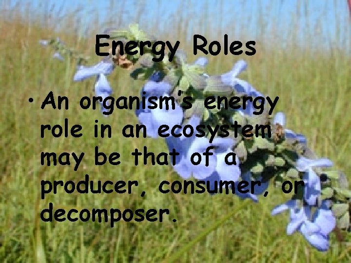 Energy Roles • An organism’s energy role in an ecosystem may be that of