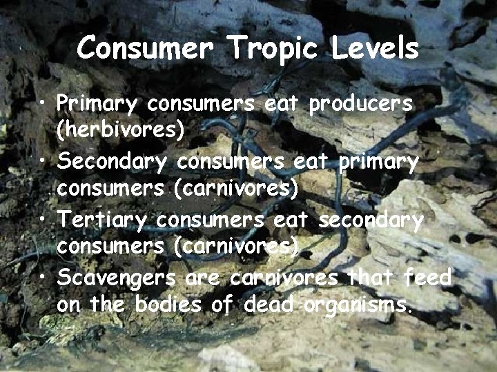 Consumer Tropic Levels • Primary consumers eat producers (herbivores) • Secondary consumers eat primary