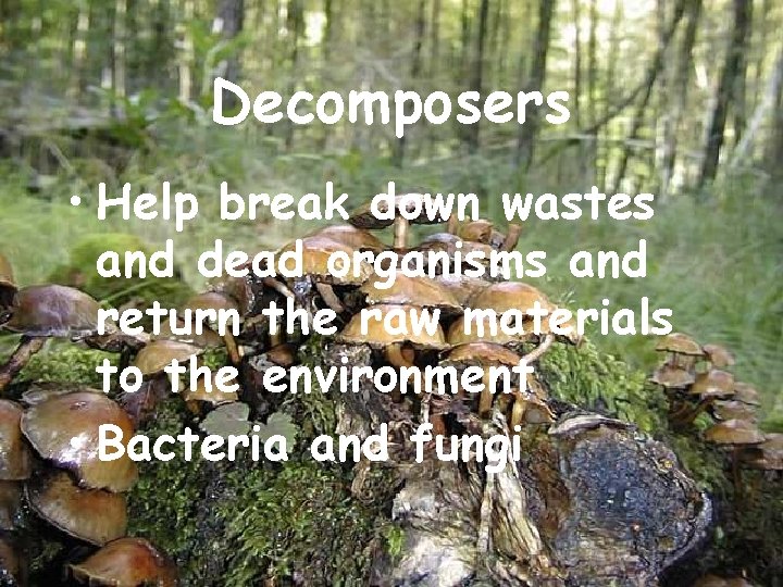 Decomposers • Help break down wastes and dead organisms and return the raw materials