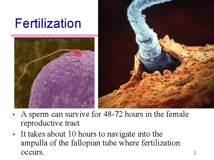 Fertilization • • A sperm can survive for 48 -72 hours in the female