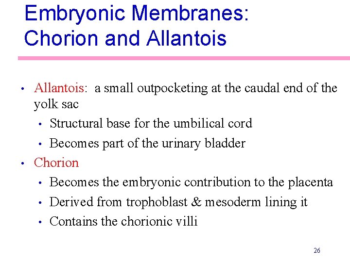 Embryonic Membranes: Chorion and Allantois • • Allantois: a small outpocketing at the caudal