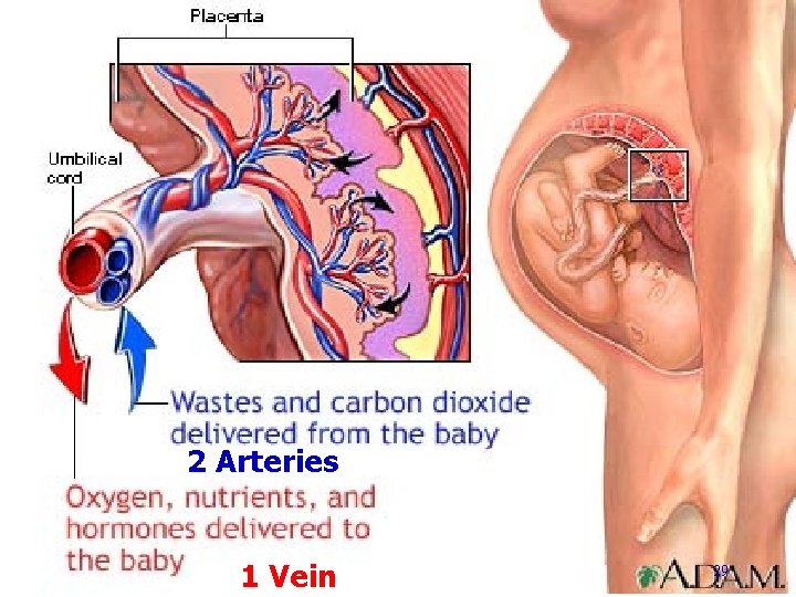 2 Arteries 1 Vein 29 