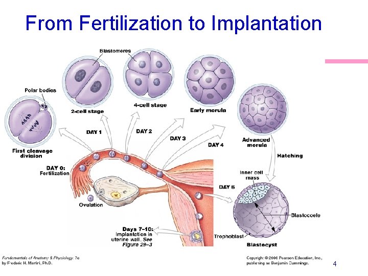 From Fertilization to Implantation 4 