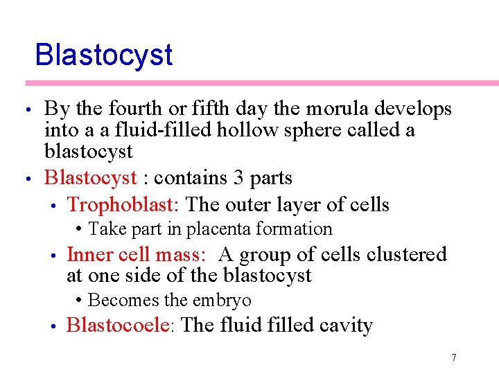 Blastocyst • • By the fourth or fifth day the morula develops into a