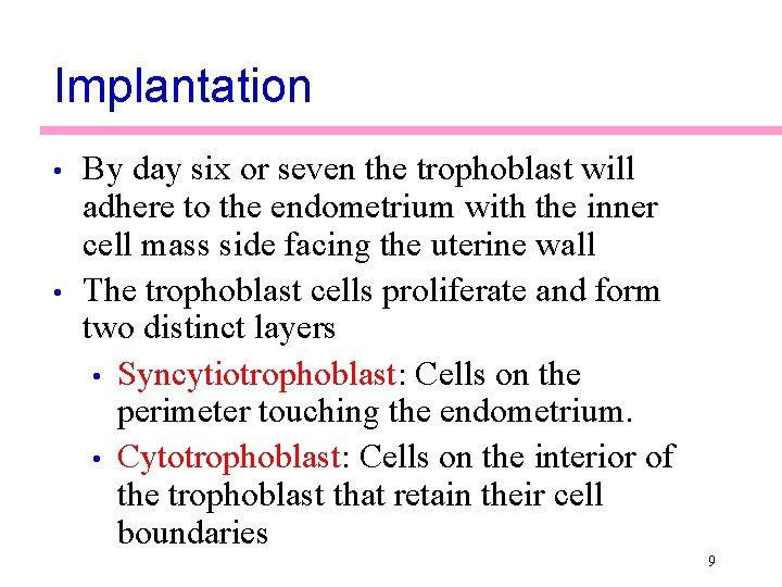 Implantation • • By day six or seven the trophoblast will adhere to the