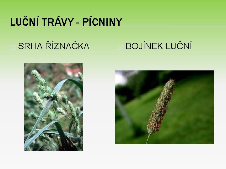 LUČNÍ TRÁVY - PÍCNINY SRHA ŘÍZNAČKA BOJÍNEK LUČNÍ 