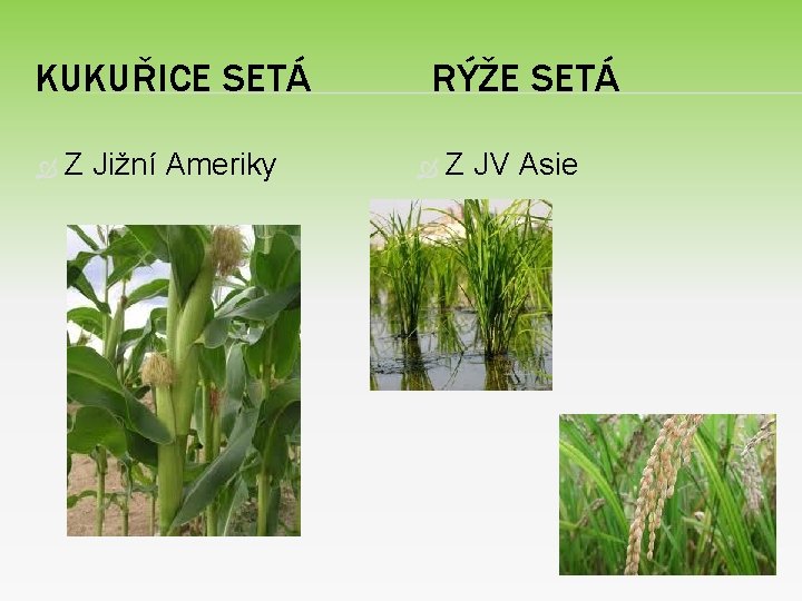 KUKUŘICE SETÁ Z Jižní Ameriky RÝŽE SETÁ Z JV Asie 