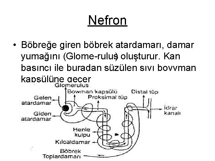 Nefron • Böbreğe giren böbrek atardamarı, damar yumağını (Glome rulus) oluşturur. Kan basıncı ile