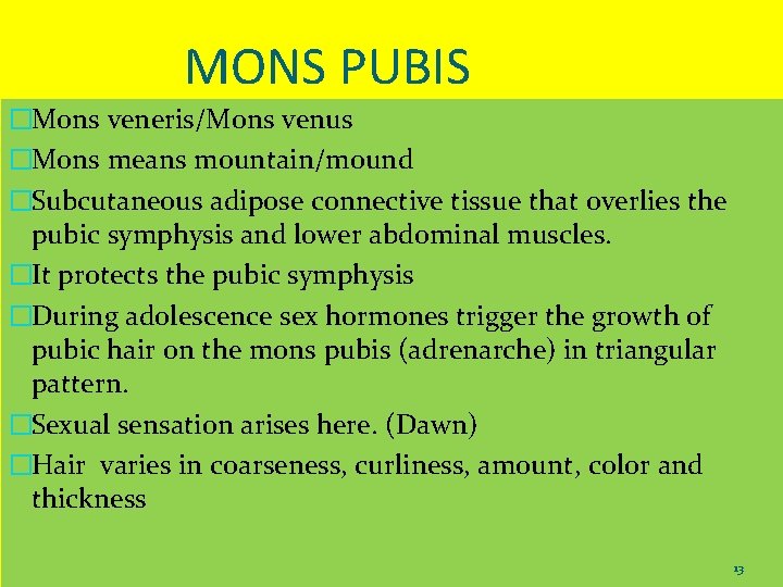 Anatomy Of Female Pelvic Organs Presented By Dr