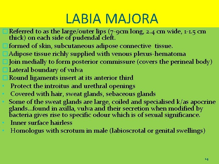 LABIA MAJORA �Referred to as the large/outer lips (7 -9 cm long, 2. 4