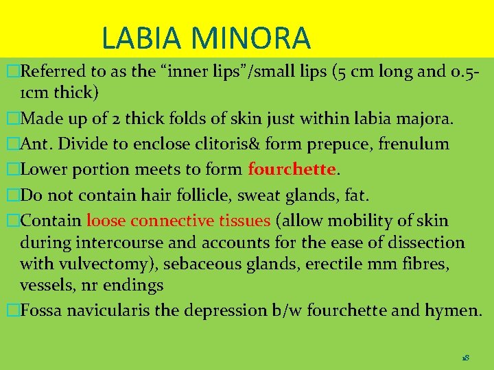 LABIA MINORA �Referred to as the “inner lips”/small lips (5 cm long and 0.