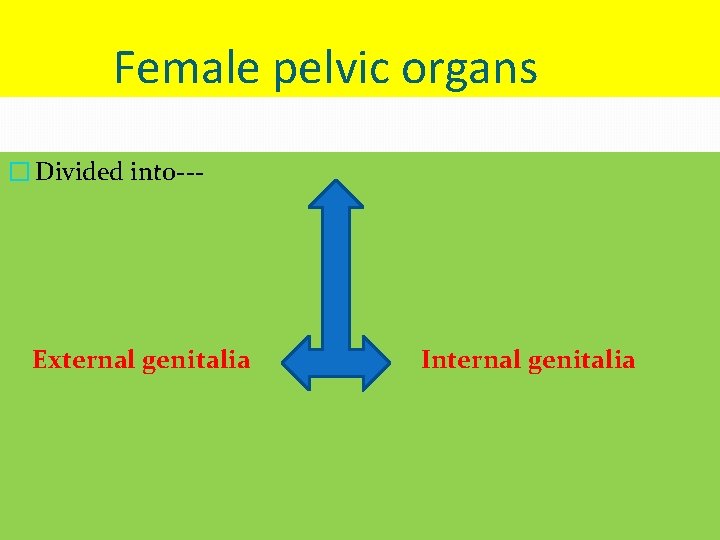 Female pelvic organs � Divided into--- External genitalia Internal genitalia 