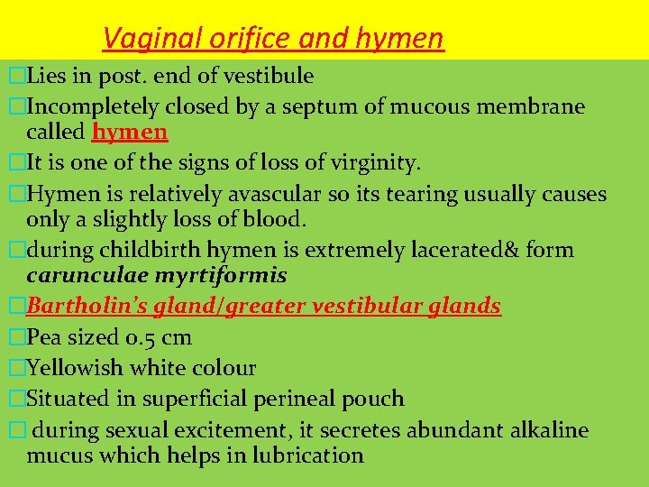 Vaginal orifice and hymen �Lies in post. end of vestibule �Incompletely closed by a