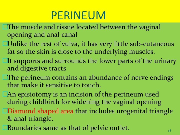 PERINEUM �The muscle and tissue located between the vaginal opening and anal canal �Unlike