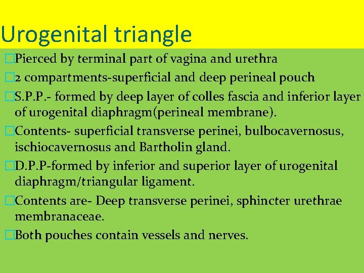 Urogenital triangle �Pierced by terminal part of vagina and urethra � 2 compartments-superficial and