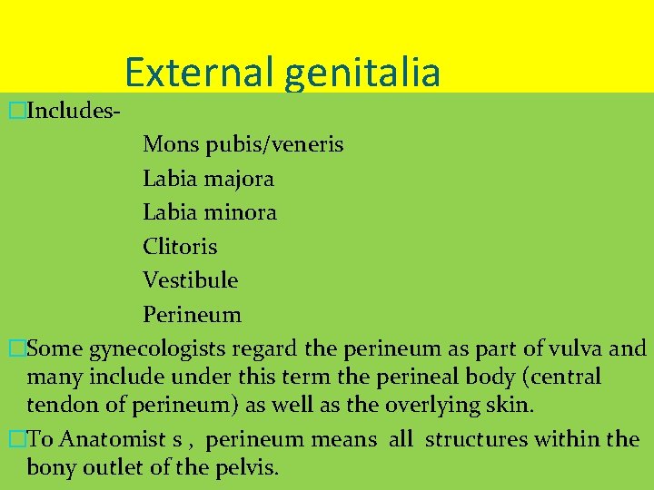 �Includes- External genitalia Mons pubis/veneris Labia majora Labia minora Clitoris Vestibule Perineum �Some gynecologists